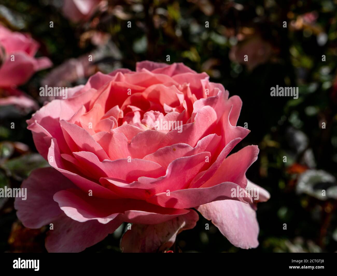 A single bloom of a garden rose. UK Stock Photo Alamy