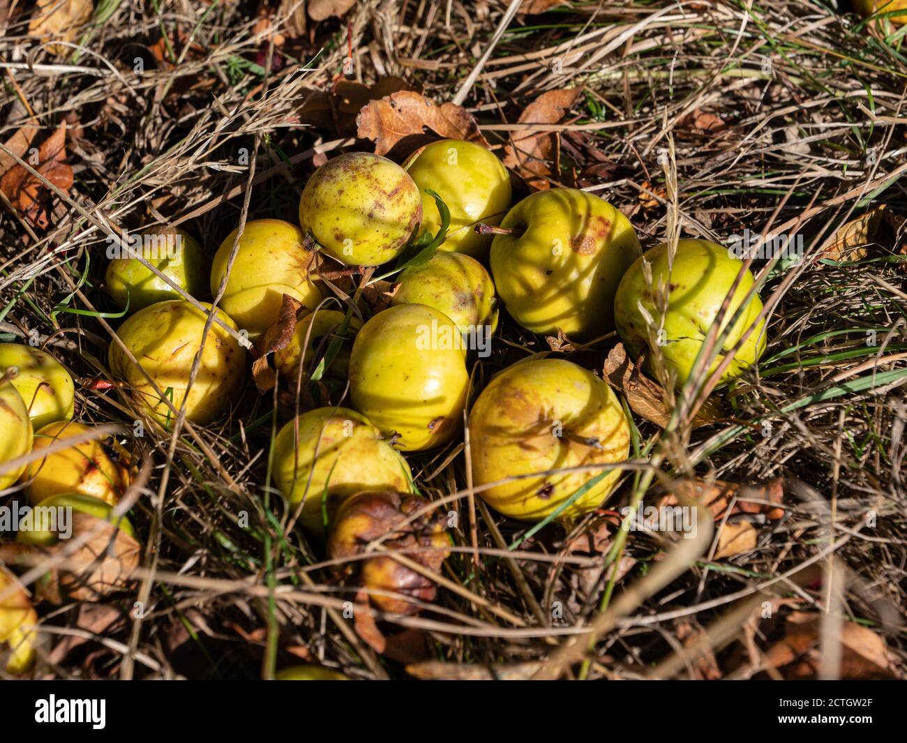 Fallen apples in grass on the ground. Stock Photo