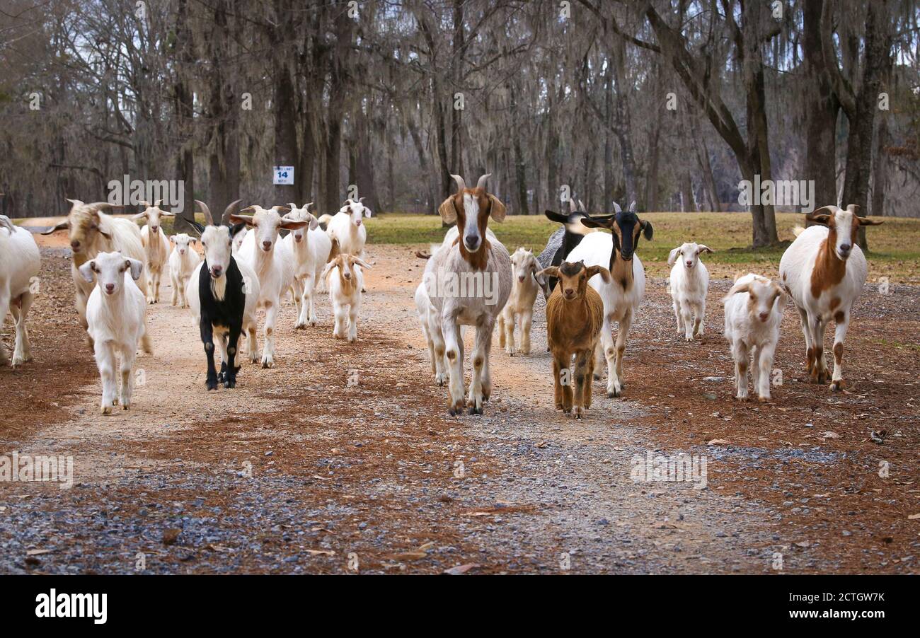 MILLBROOK, ALABAMA, UNITED STATES Apr 27, 2018 A population of goats