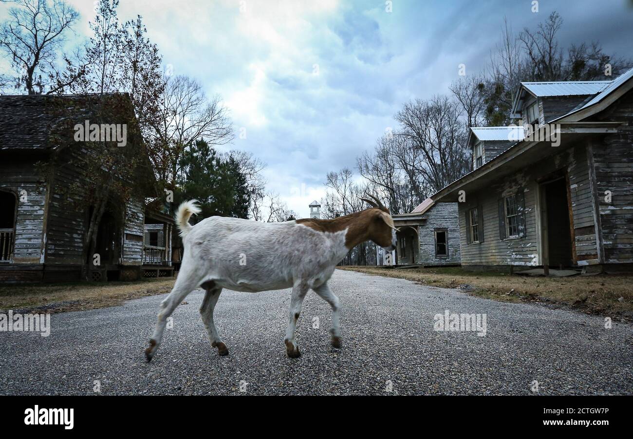 MILLBROOK, ALABAMA, UNITED STATES Apr 27, 2018 A population of goats