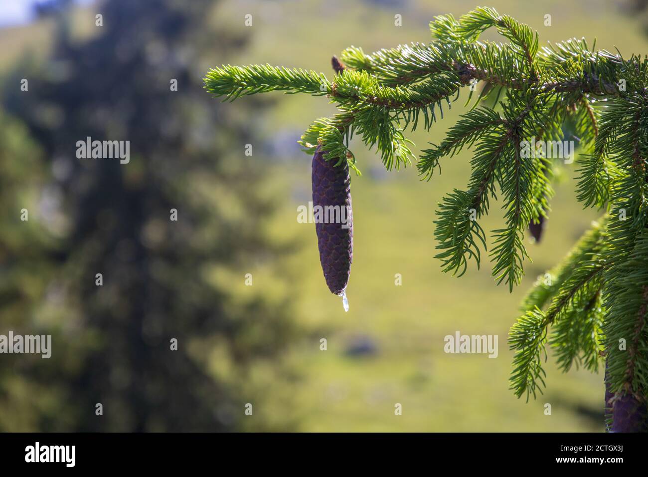 Closeup shot of a pine cone on a tree Stock Photo - Alamy