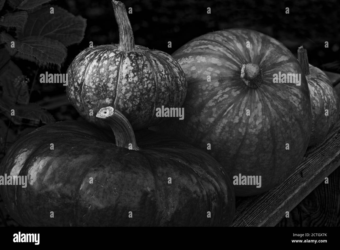 Photo vegetables,pumpkin Stock Photo
