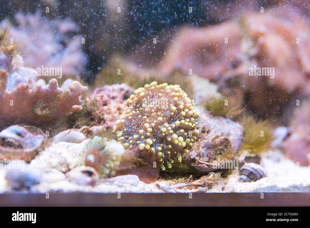 colorful ricordea yuma in reef aquarium Stock Photo