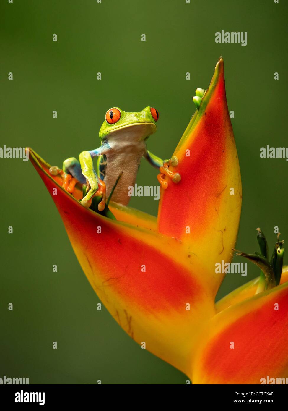 Agalychnis callidryas, known as the red-eyed treefrog, is an arboreal hylid native to Neotropical rainforests. Taken in Costa Rica Stock Photo