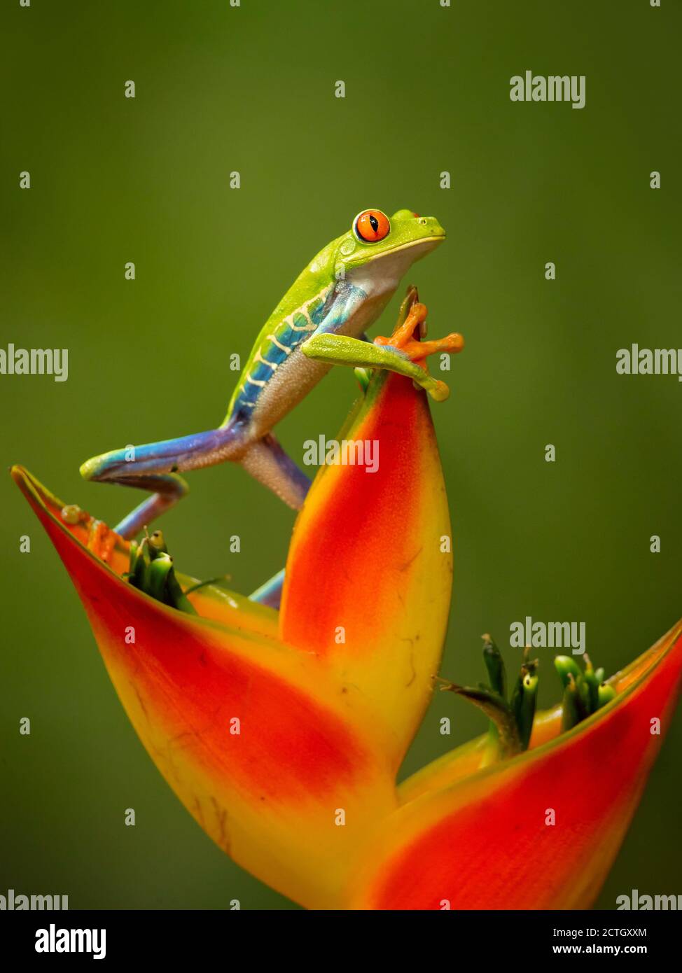 Agalychnis callidryas, known as the red-eyed treefrog, is an arboreal hylid native to Neotropical rainforests. Taken in Costa Rica Stock Photo