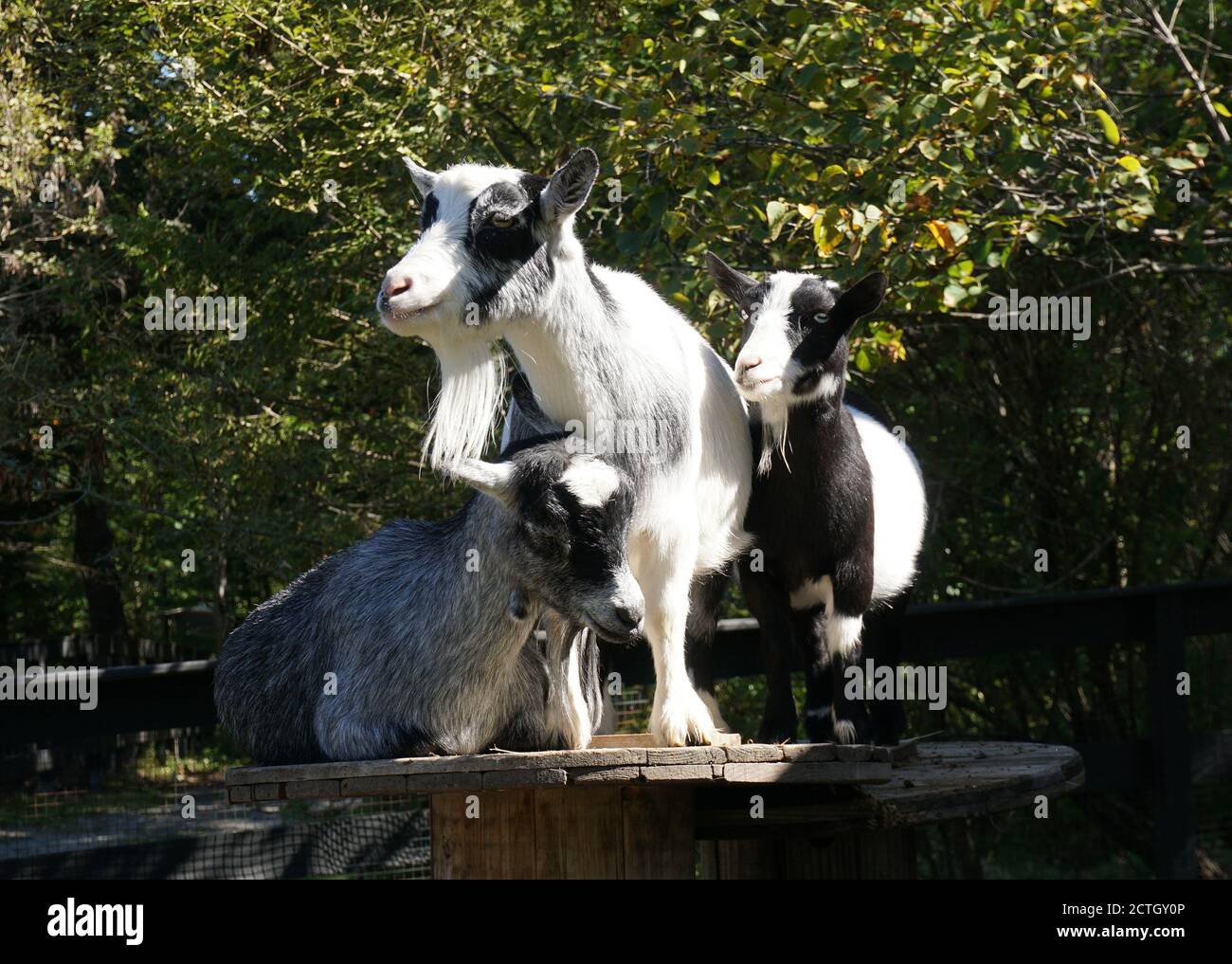 Three goats at Kingsbrae Gardens, New Brunswick Stock Photo