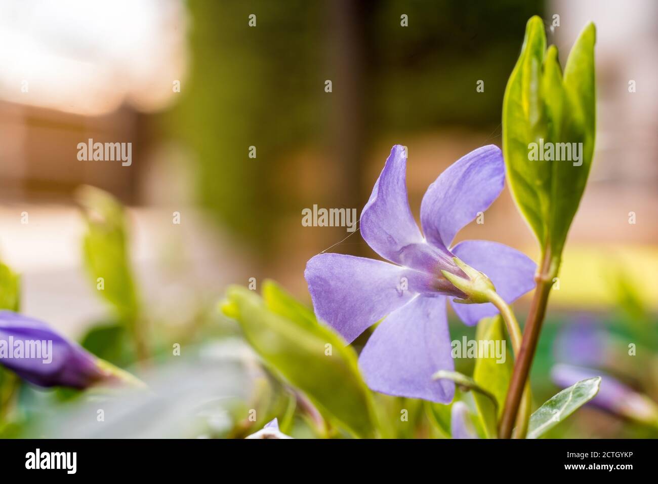 Lilac flower in detail with natural background Stock Photo