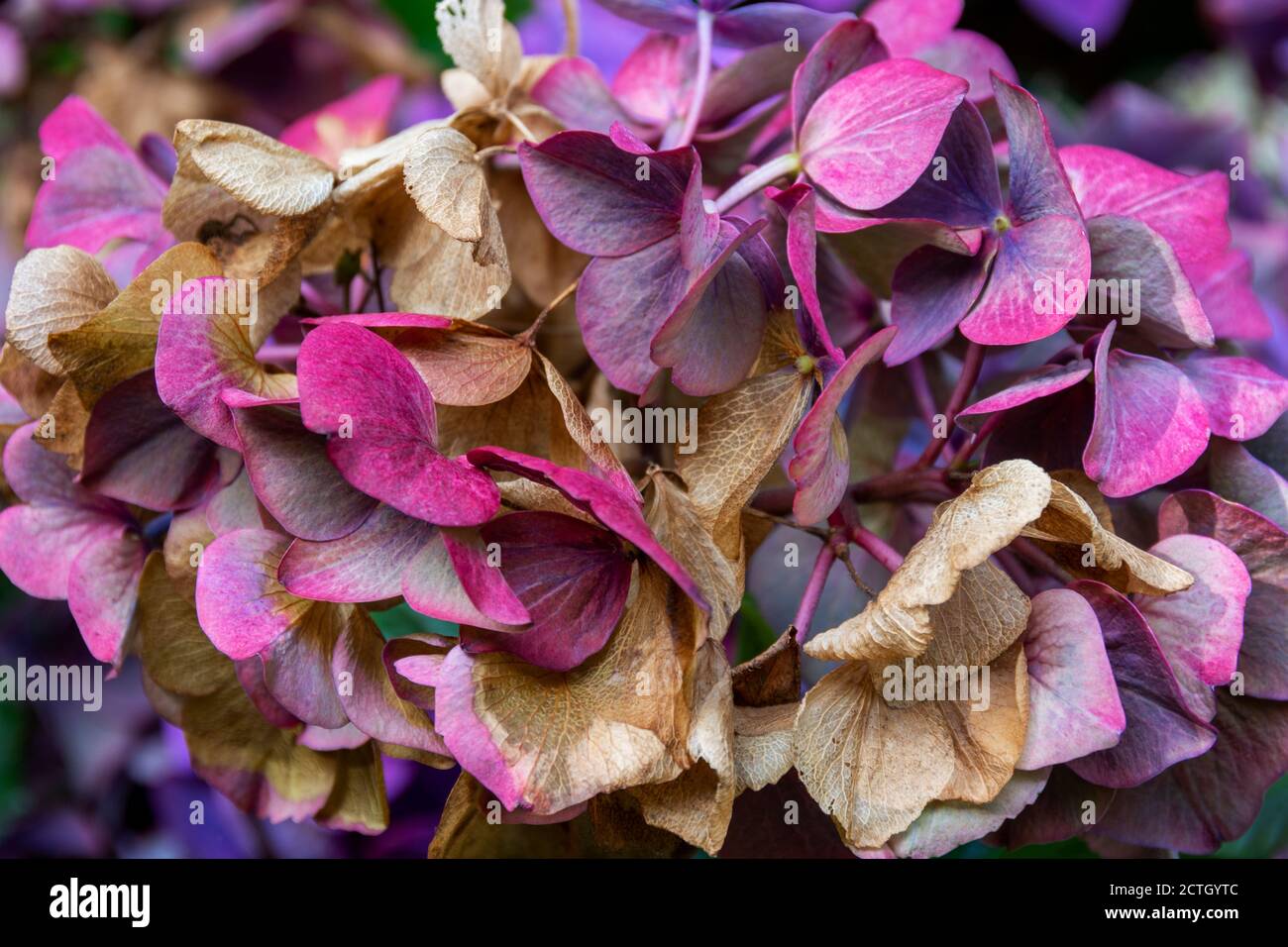 A close up detail of a Hydrangea flower as it matures through the summer season Stock Photo