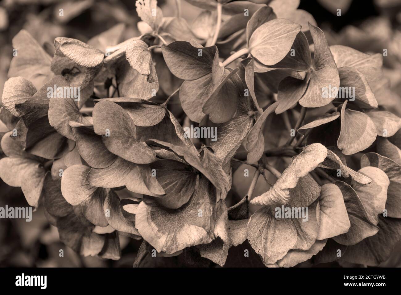 A close up detail of a Hydrangea flower as it matures through the summer season Stock Photo