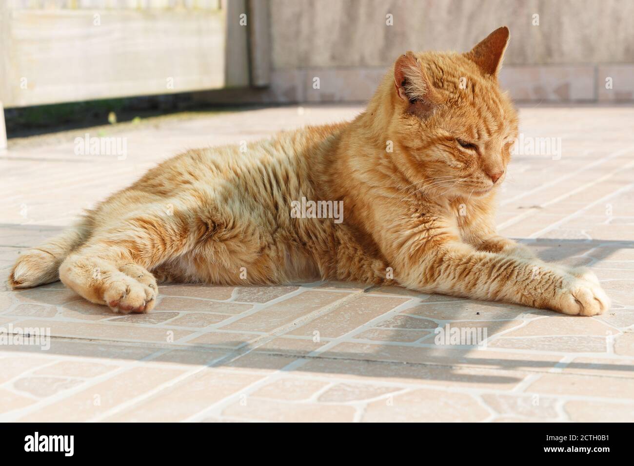 Lying red cat on pavement in a garden Stock Photo
