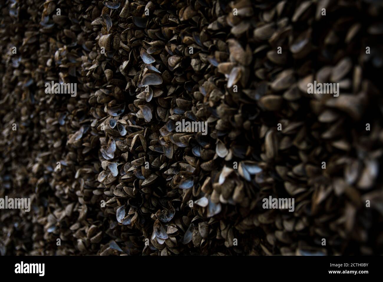 Small clam shells stuck to a rock appeared after a river dried up Stock