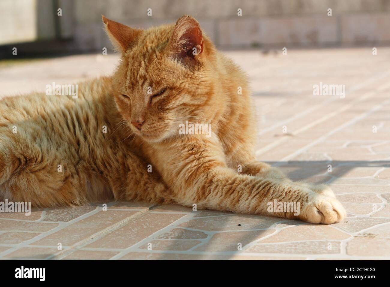 Lying red cat on pavement in a garden Stock Photo