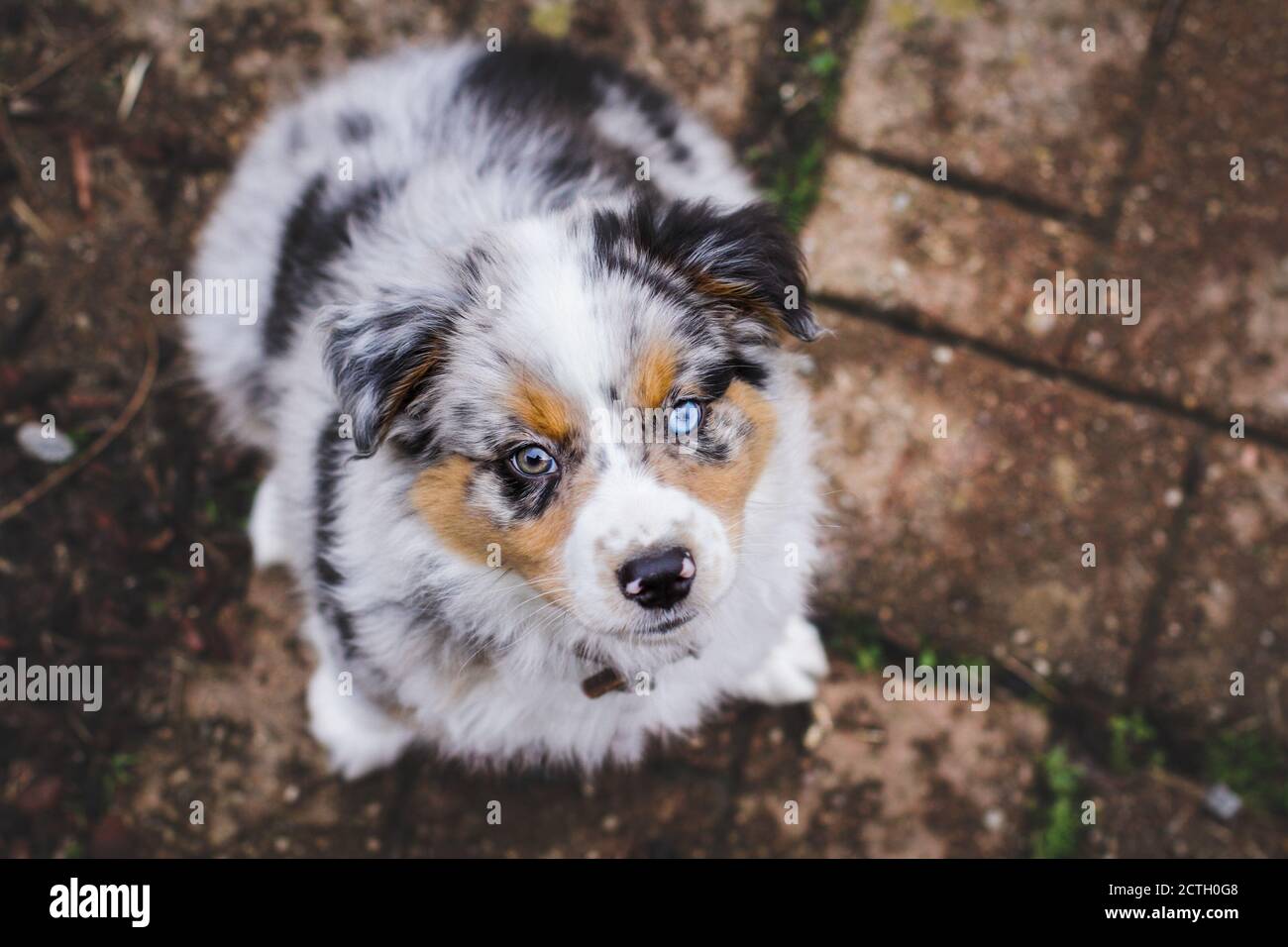 Abstract top view of a beautiful 8 week old little dog. Selective focus on the Australian Shepherd puppy's face. He has one blue eye and one brown. Stock Photo