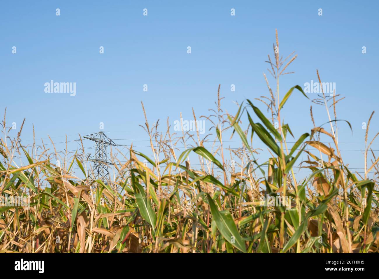 An electricity transmission tower against a clear blue sky viewed through ripening maise crops. Stock Photo