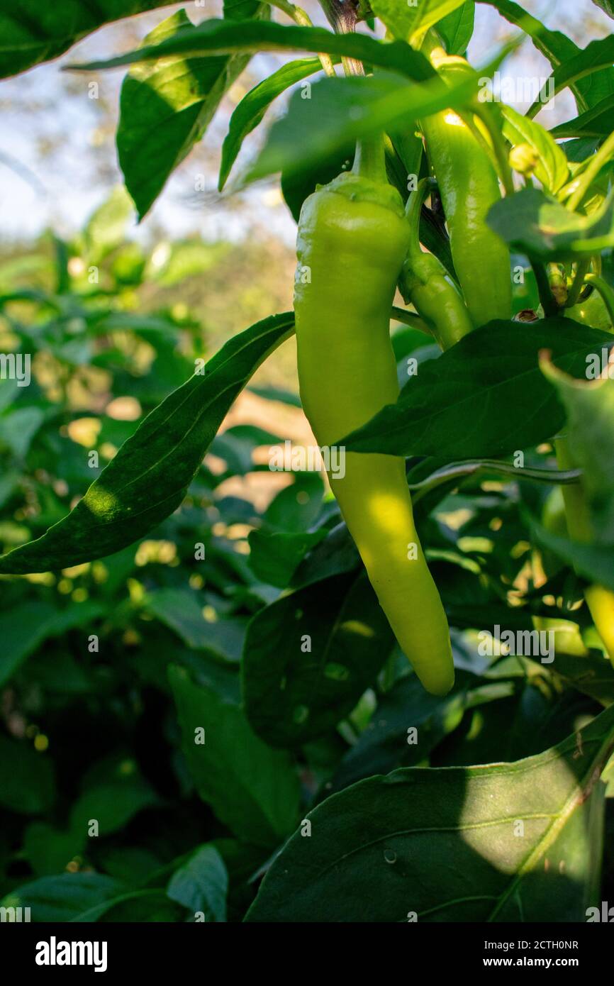 Banana peppers growing in an organic garden Stock Photo Alamy