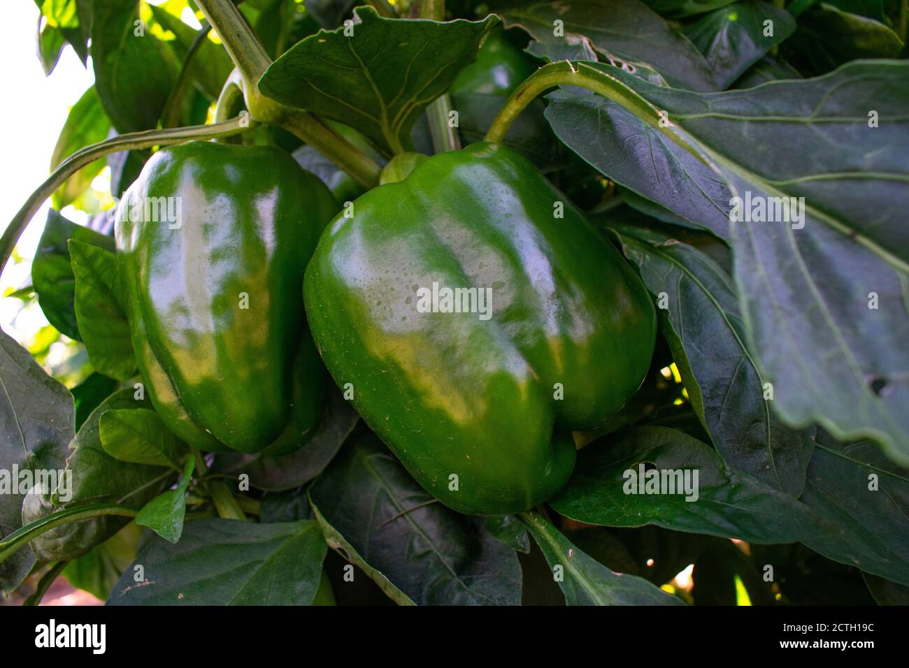 Green bell peppers are ripe and ready to pick Stock Photo - Alamy