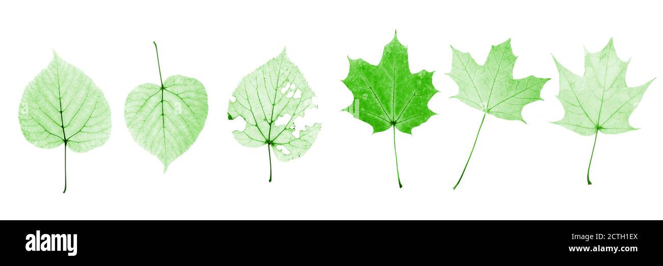set of green leaves isolated on white background Stock Photo - Alamy