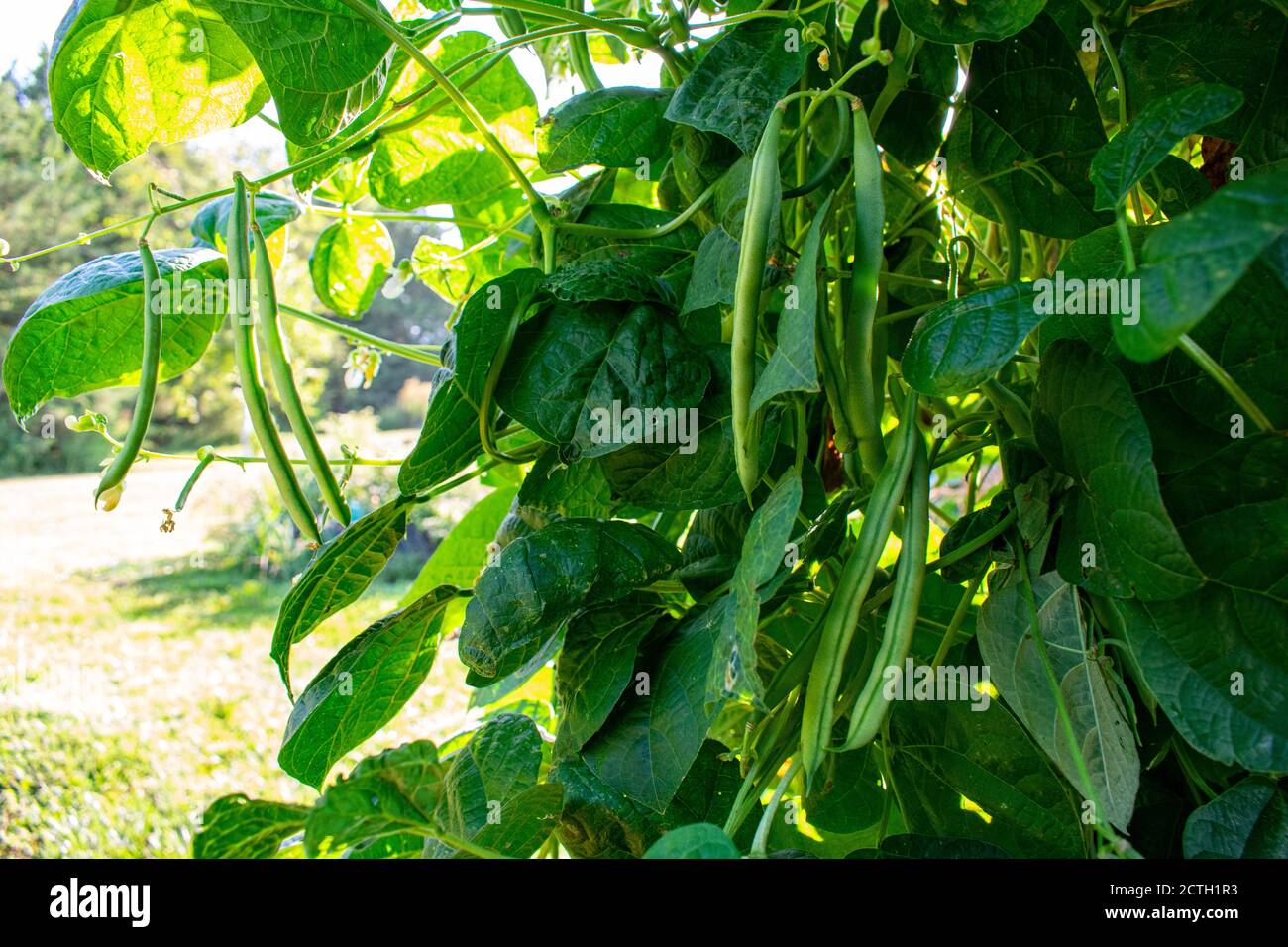 Bean trellis hires stock photography and images Alamy