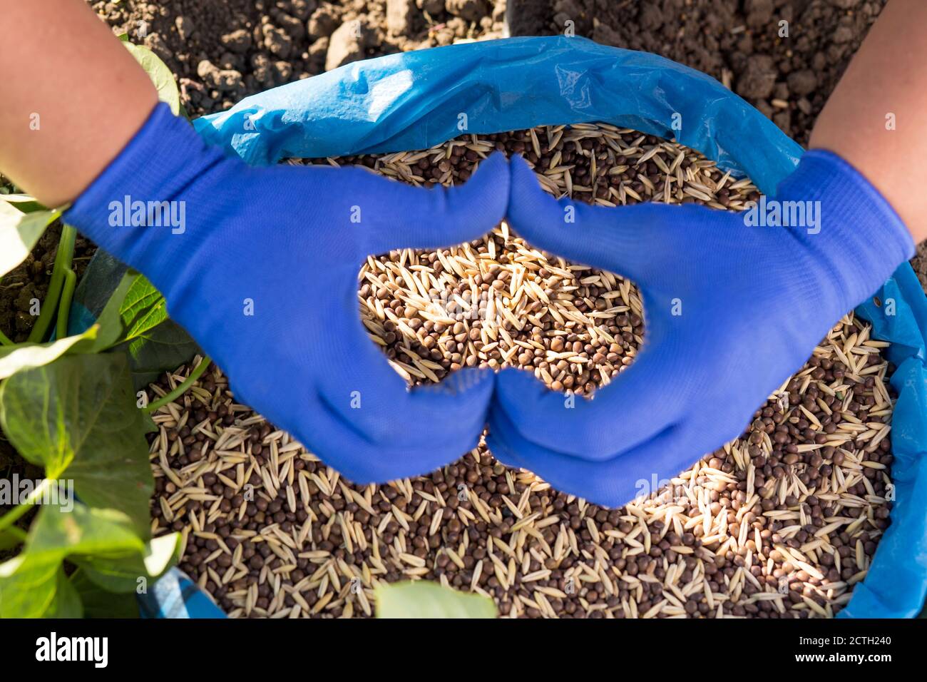 Seeds of cover crops close-up. Love to use green manure Stock Photo - Alamy