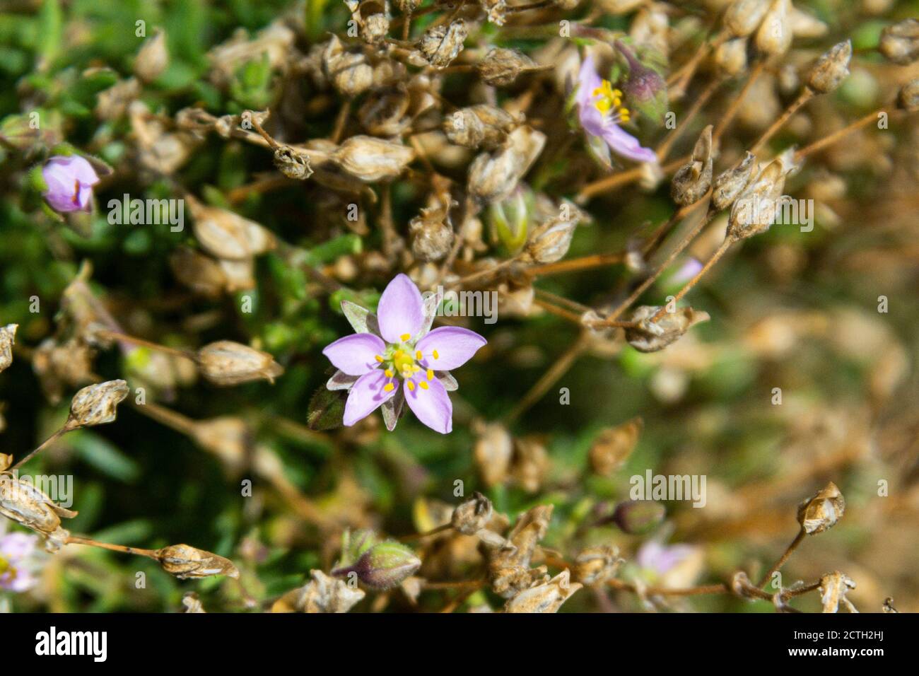 Greater Sea-spurrey (Spergularia media) growing on St Martin's, Isles of Scilly Stock Photo