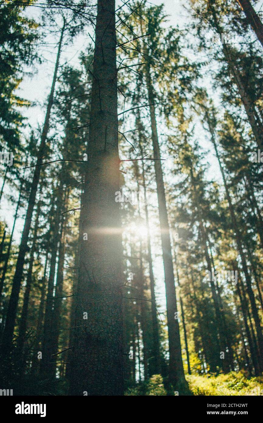 Low angle shot of tall trees in a forest with the sun rays penetrating ...