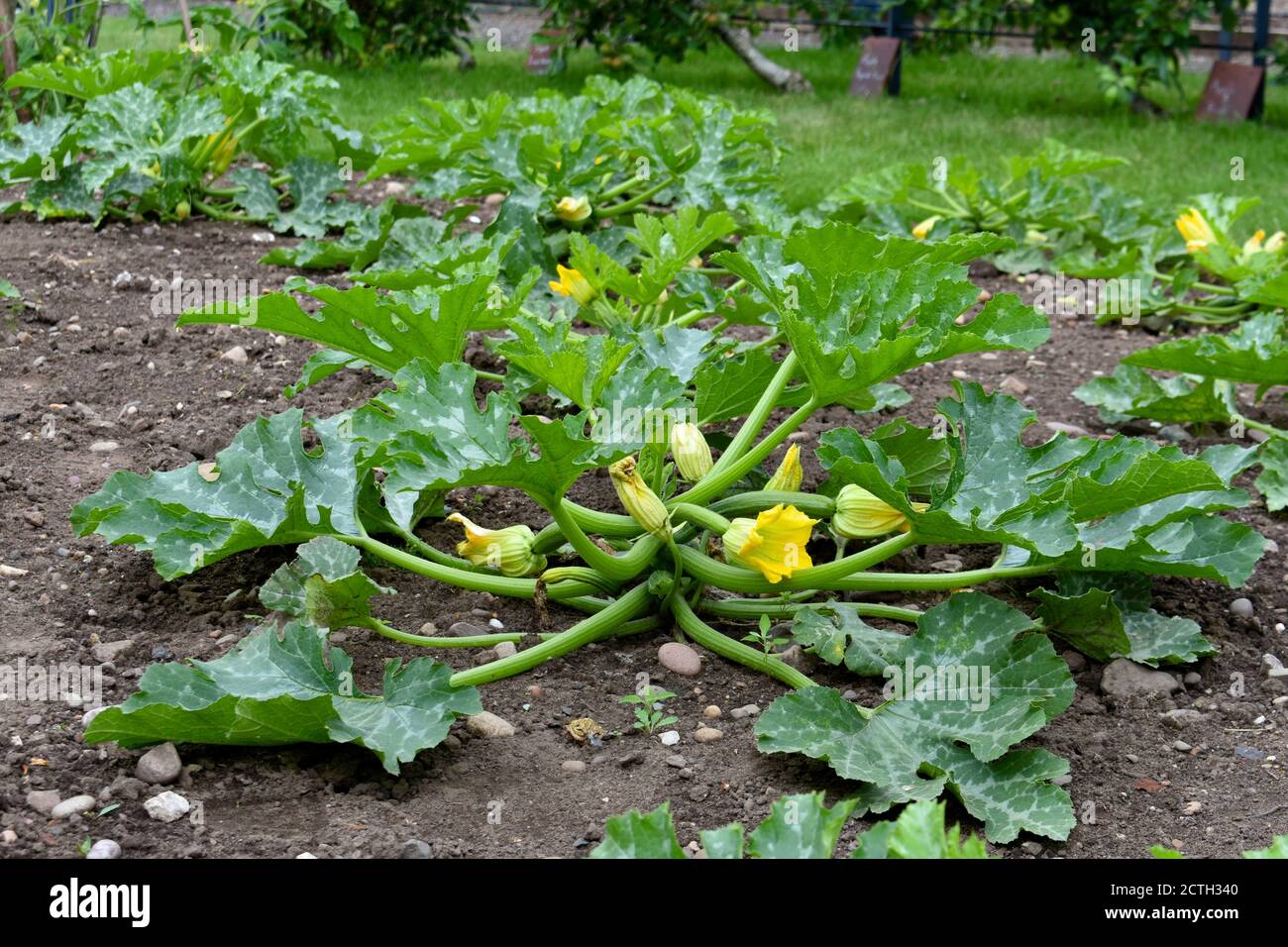 close up of courgette vegetable plants with yellow flowers outside growing in early autumn Stock