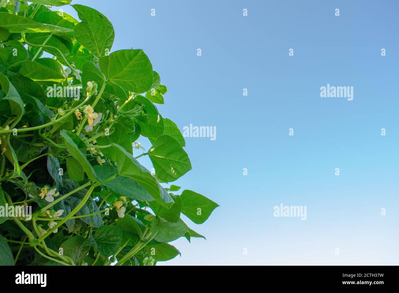 Green beans growing vertically on a trellis Stock Photo Alamy