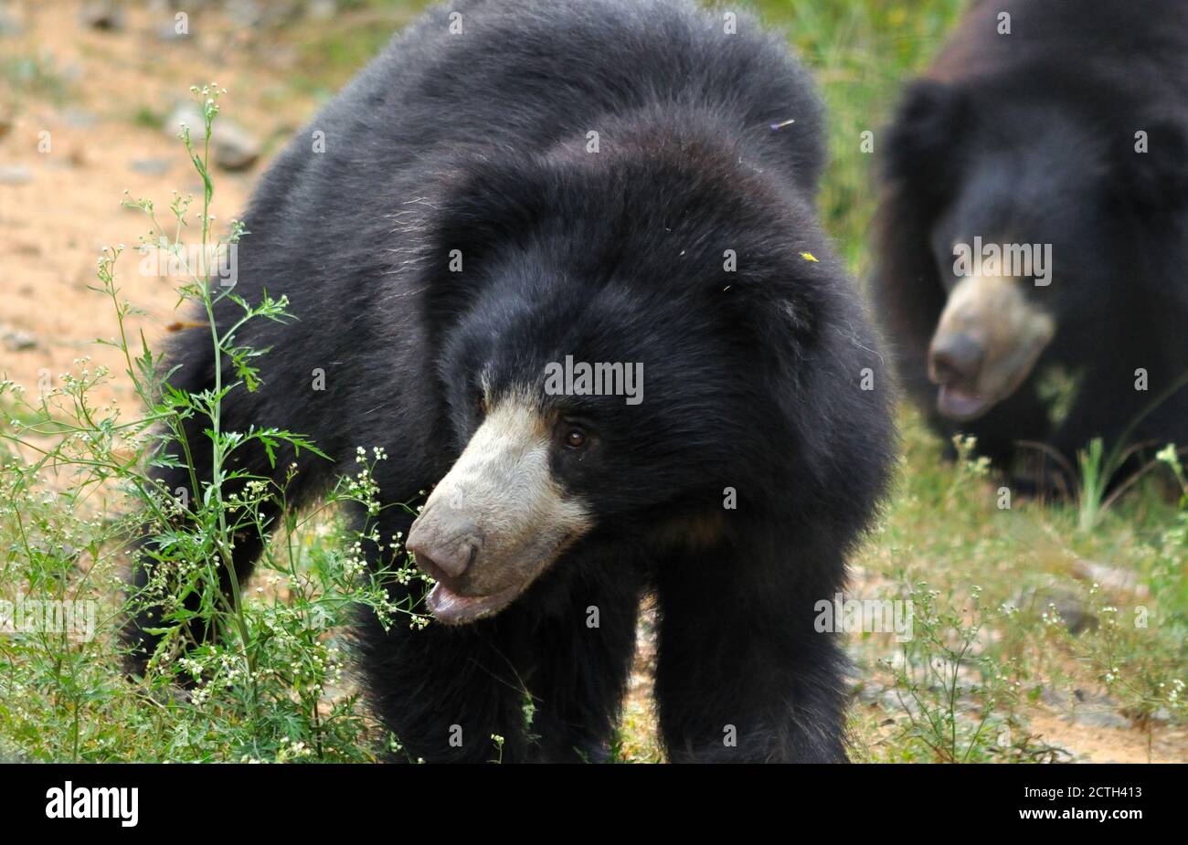 Sloth bears termites hi-res stock photography and images - Alamy