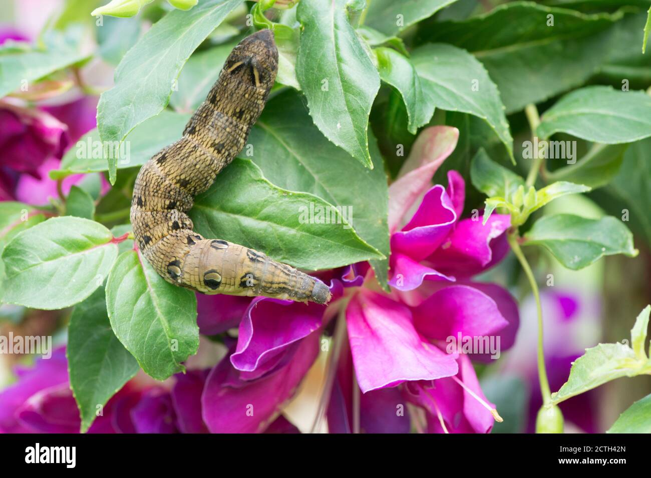 Elephant Hawk-moth, Deilephila elpenor, caterpillar, in fuchsia shrub with flowers, Stock Photo