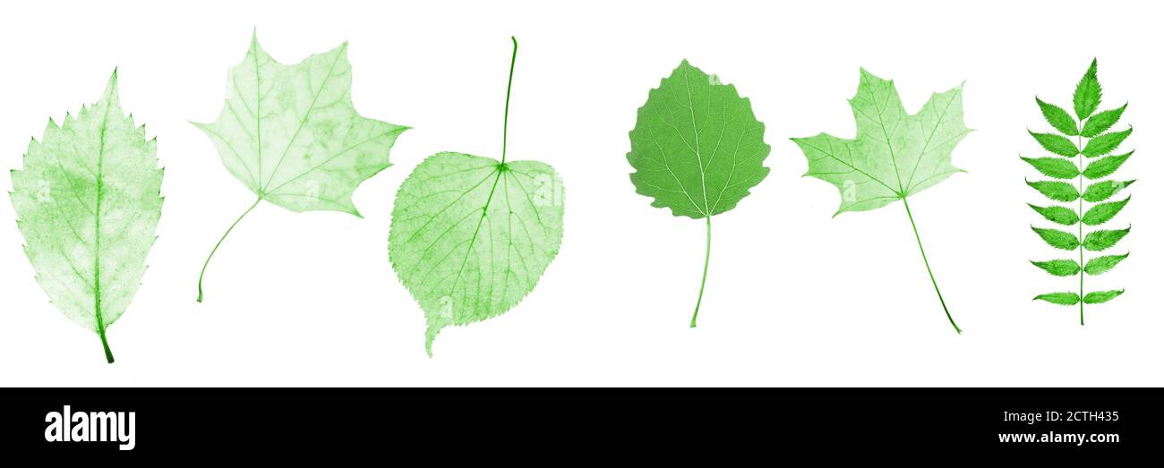 set of green leaves isolated on white background Stock Photo - Alamy