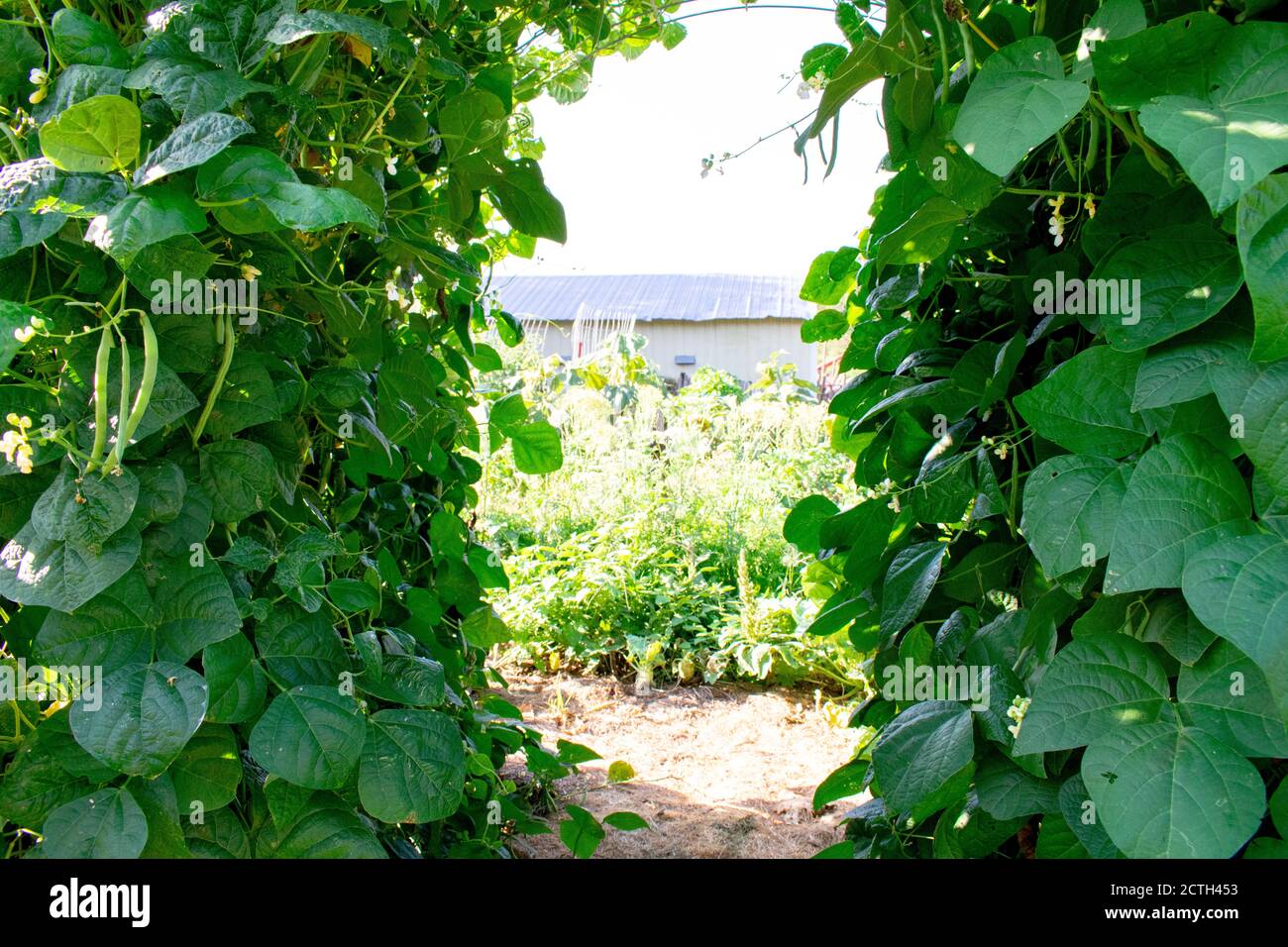 Green beans growing vertically on a trellis Stock Photo Alamy