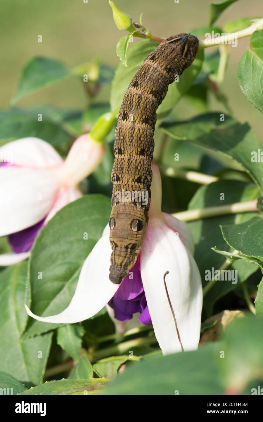 Elephant Hawkmoth, Deilephila elpenor, caterpillar, in fuchsia shrub