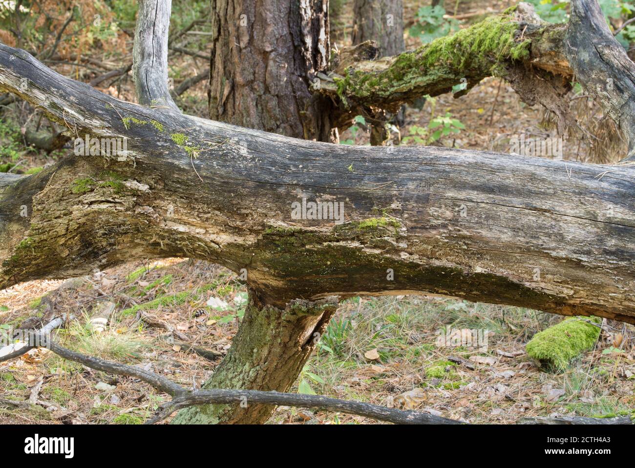 fallen oak tree in forest Stock Photo Alamy