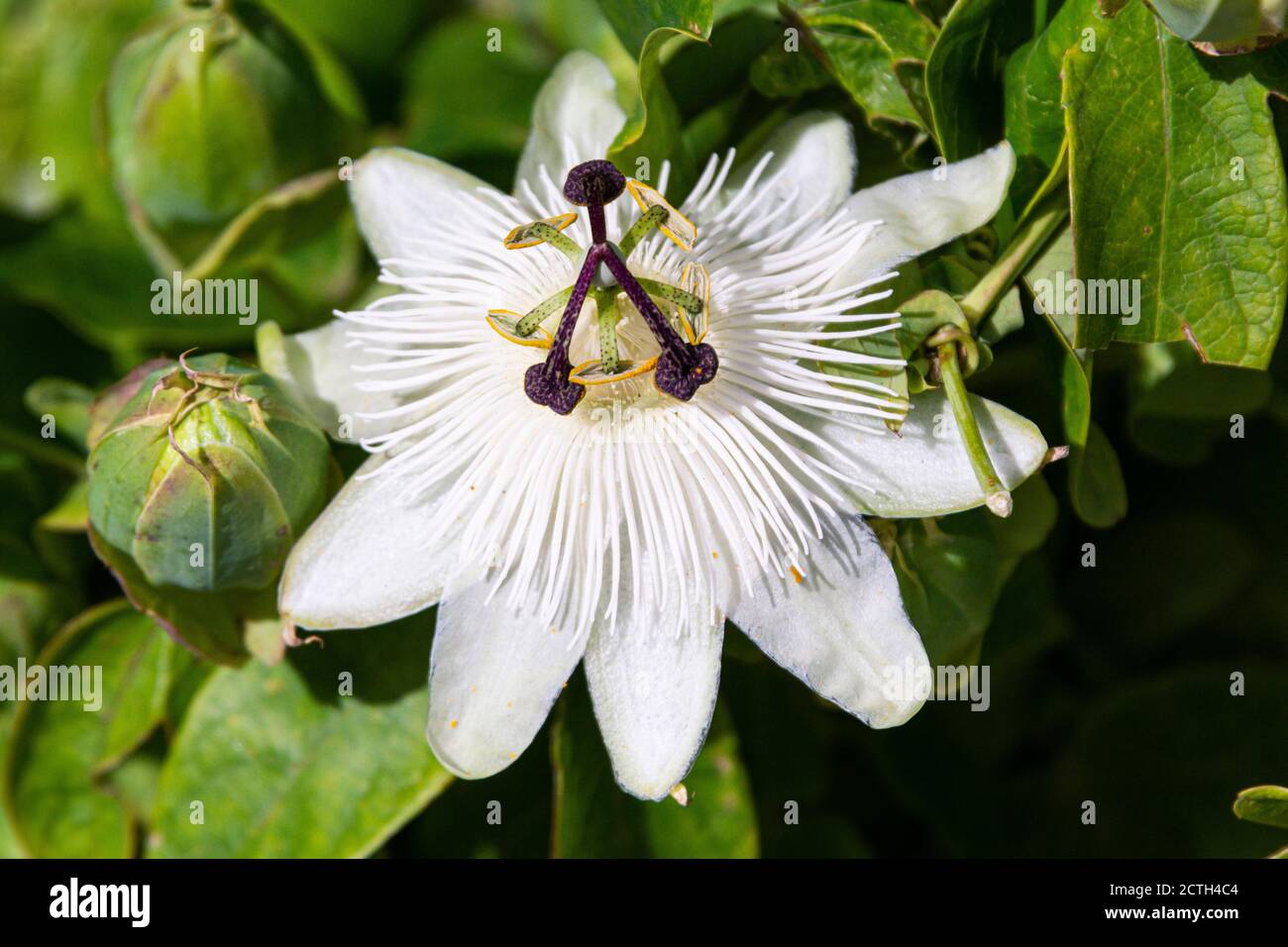A white passion flower (Passiflora) Stock Photo
