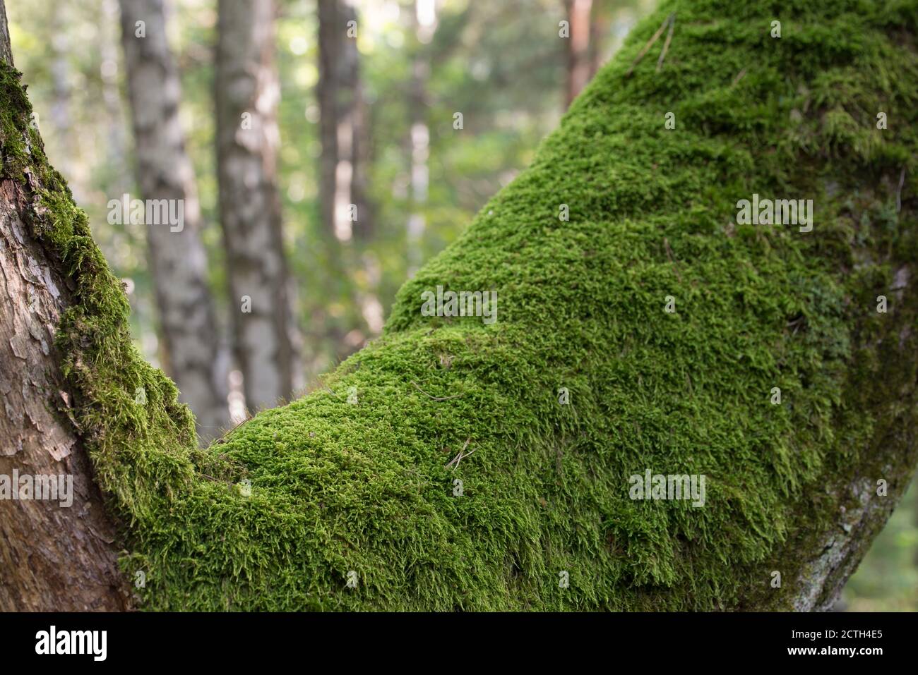 old oak tree covered with moss closeup selective focus Stock Photo