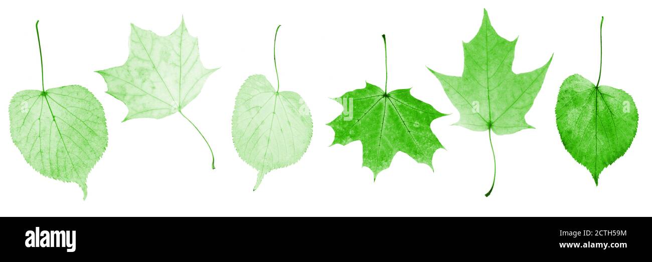 set of green leaves isolated on white background Stock Photo - Alamy
