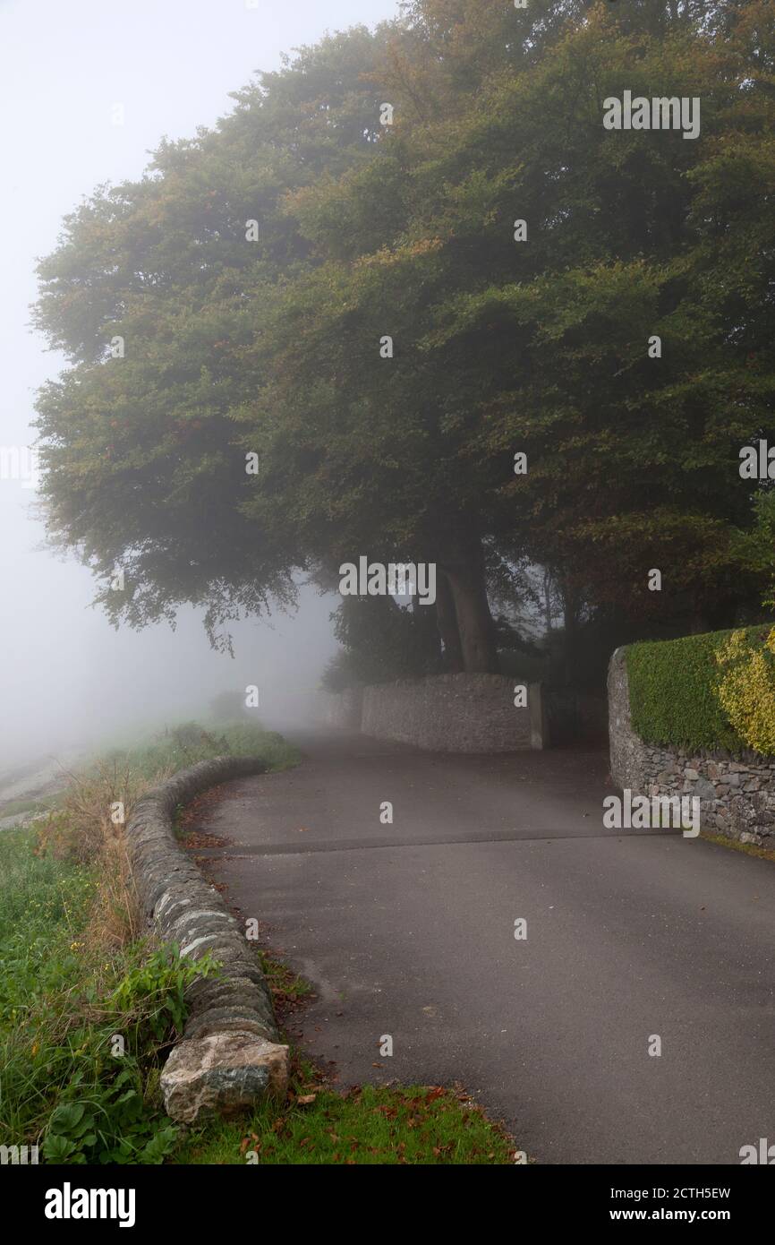 Mist in the lane at Rhu,  Scotland with the pathway,  old stone wall and large beech tree (Fagus syvestica). Stock Photo