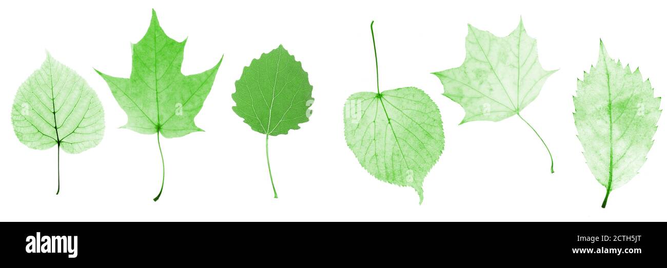 set of green leaves isolated on white background Stock Photo - Alamy