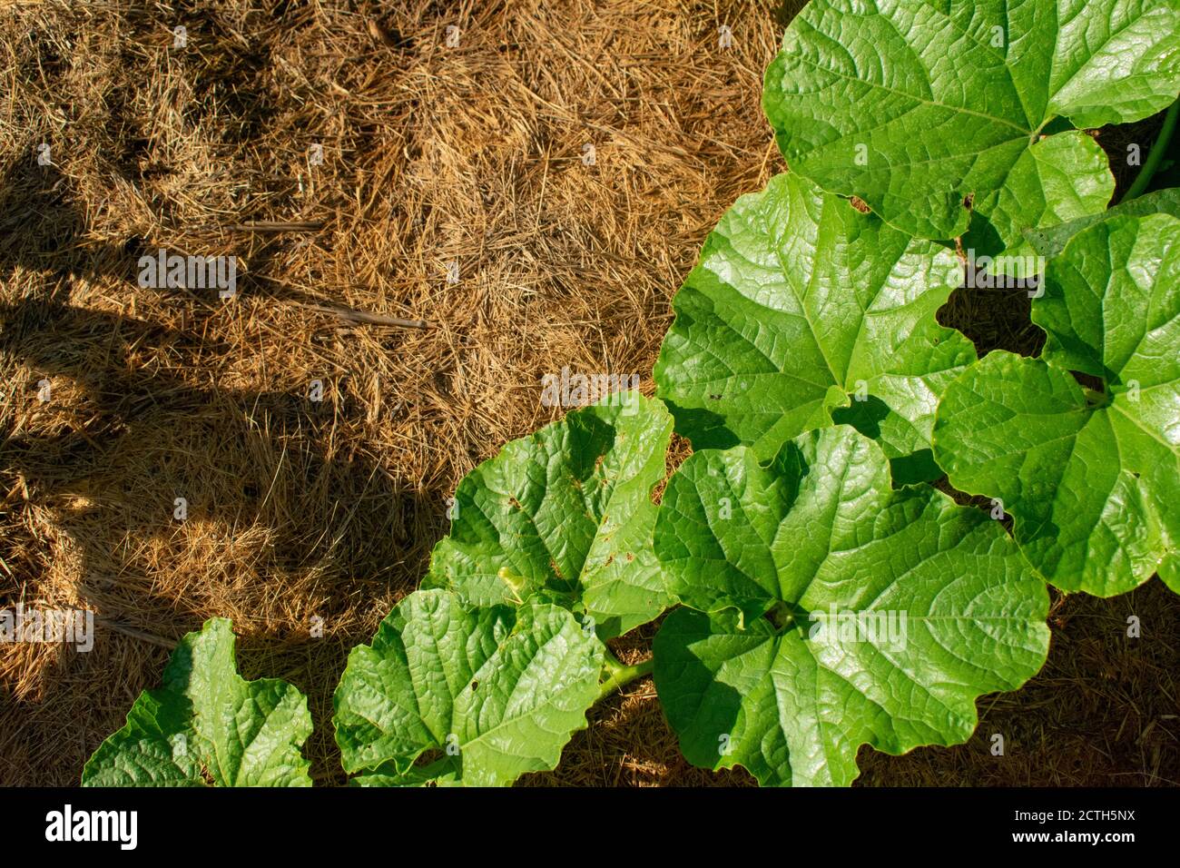 Vining vegetable plant in a garden with grass mulch. Stock Photo