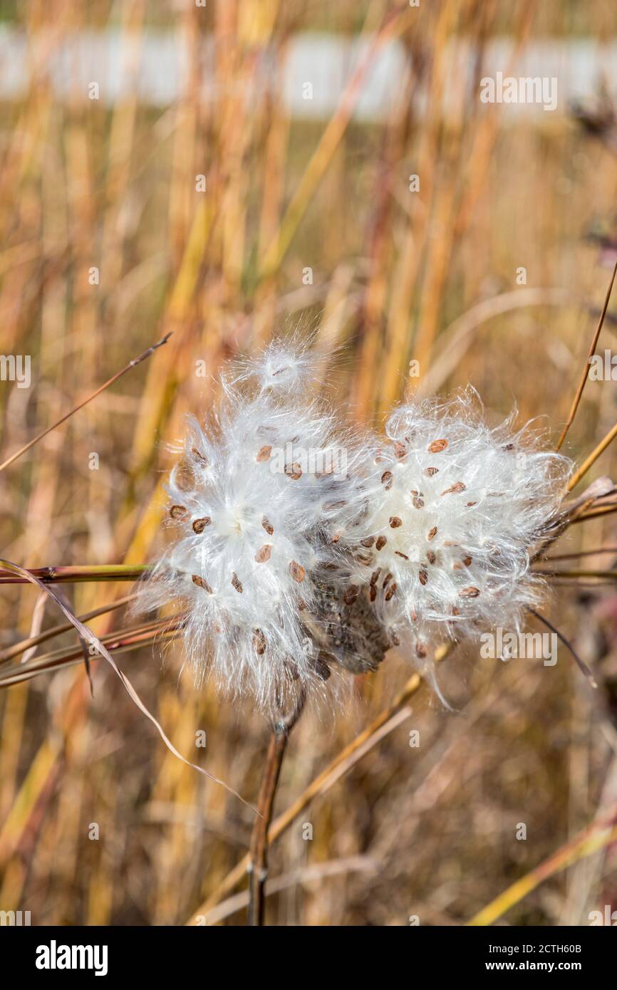 Milkweed seeds releasing in the Fall near Battleground, Indiana Stock Photo