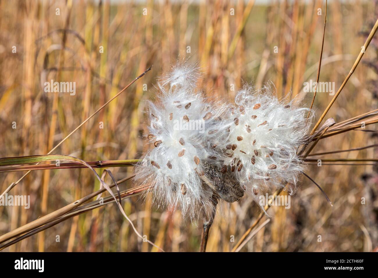 Milkweed seeds releasing in the Fall near Battleground, Indiana Stock Photo