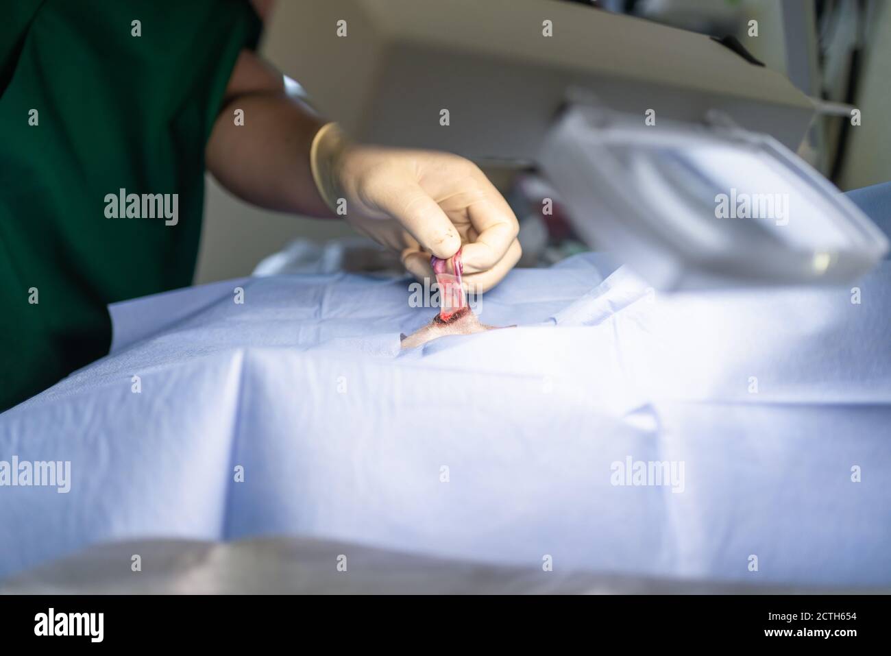 Close up Sterilization of dog on surgical tables under general