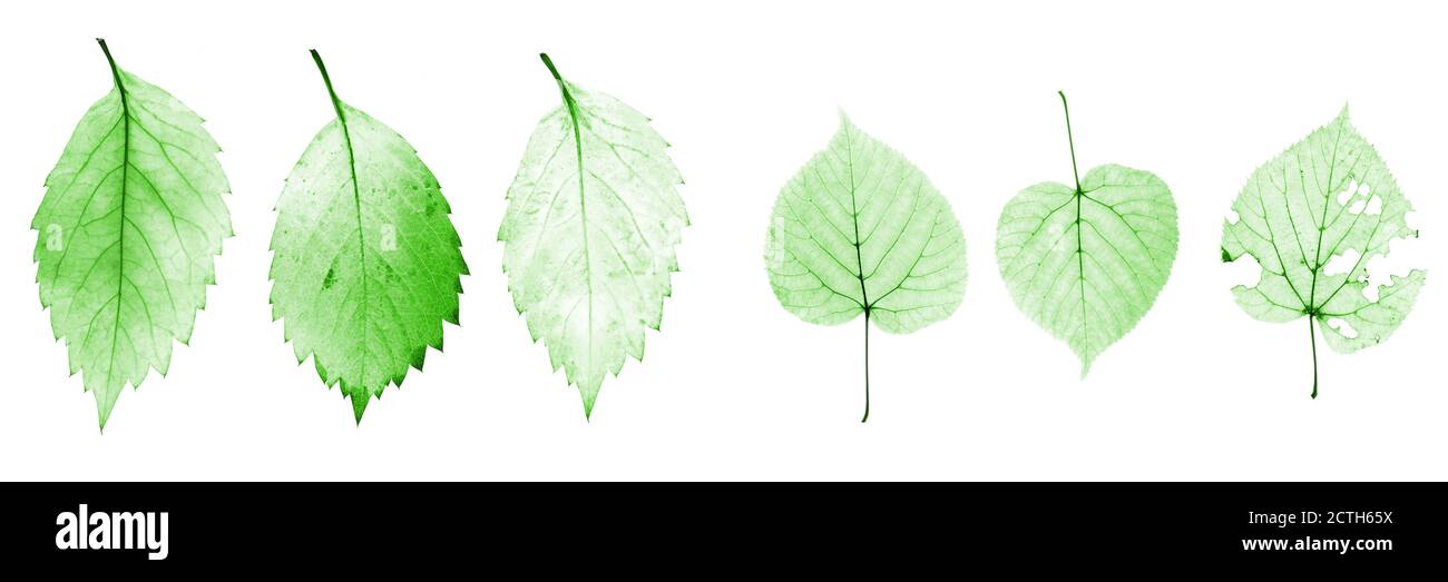 set of green leaves isolated on white background Stock Photo - Alamy
