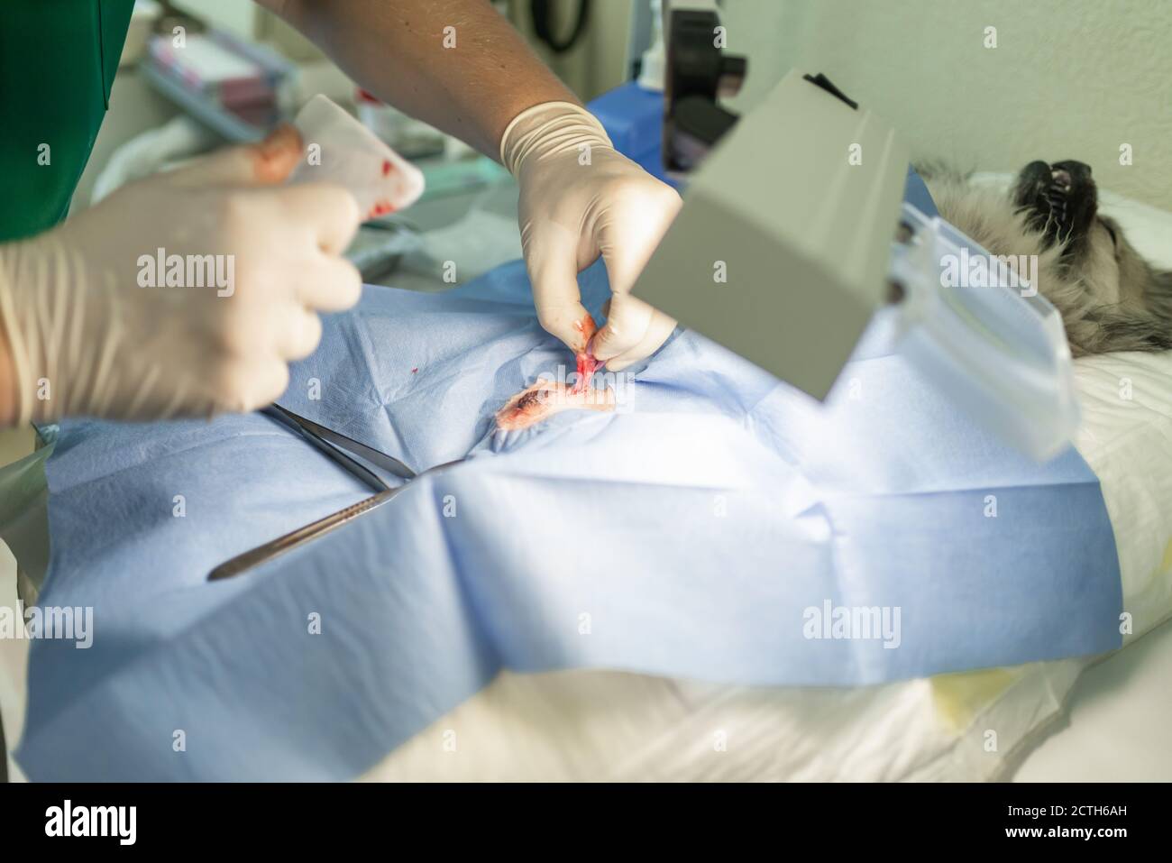 Close up Sterilization of dog on surgical tables under general