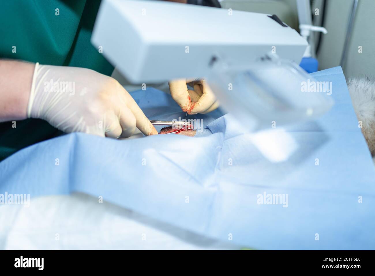 Close up Sterilization of dog on surgical tables under general