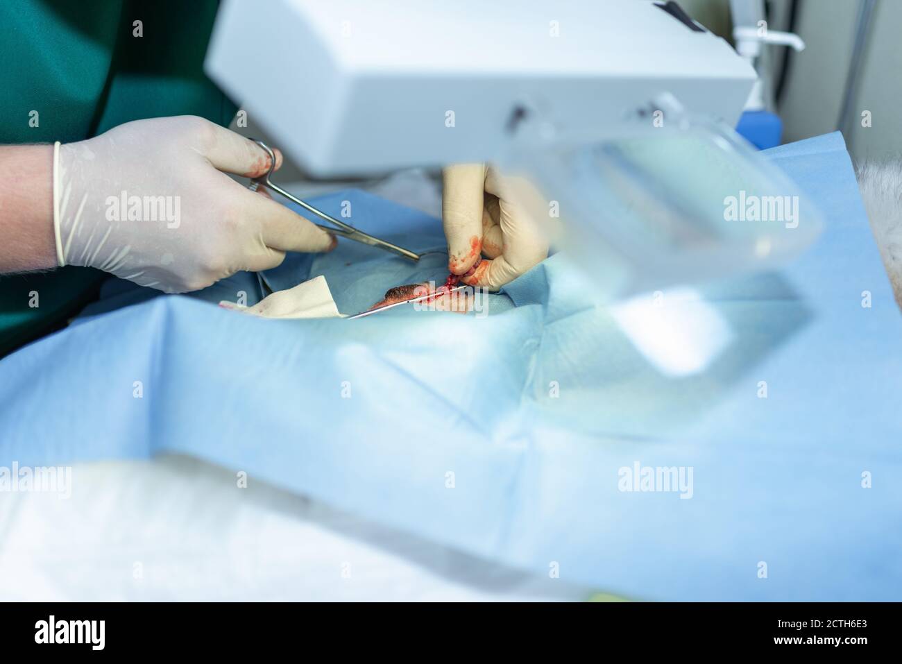 Close up Sterilization of dog on surgical tables under general