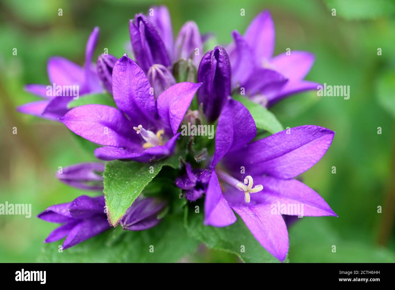 Purple Bell flower in the garden, Purple Campanula Glomerata, Purple Bell flower macro, Purple Bell Flower with green leaves, Beauty in nature stock Stock Photo