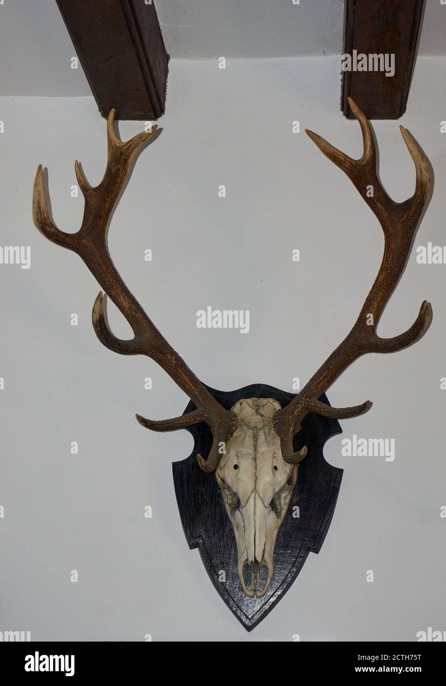 a Deer head isolated on white background Stock Photo - Alamy