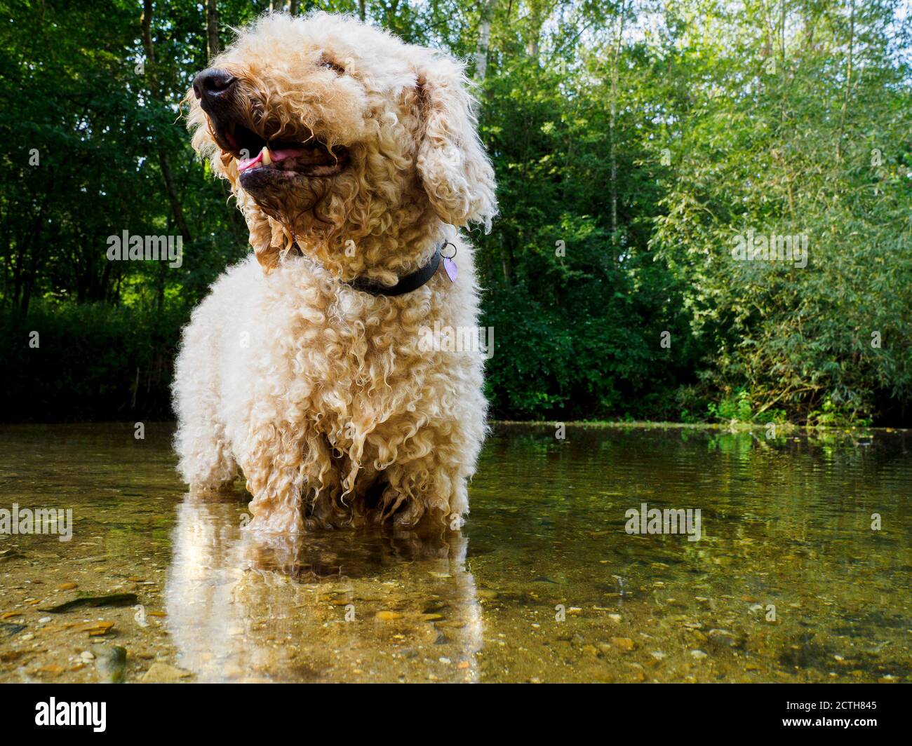 Labradoodle dog standing in a river, UK Stock Photo