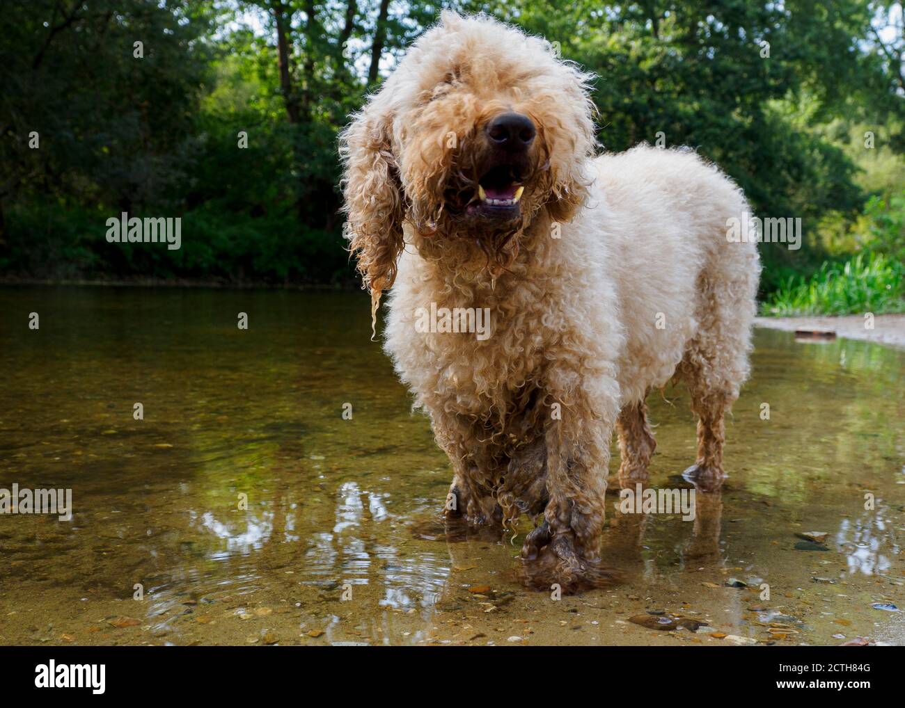 Lagotto Romagnolo dog standing in a river on a hot day, UK Stock Photo
